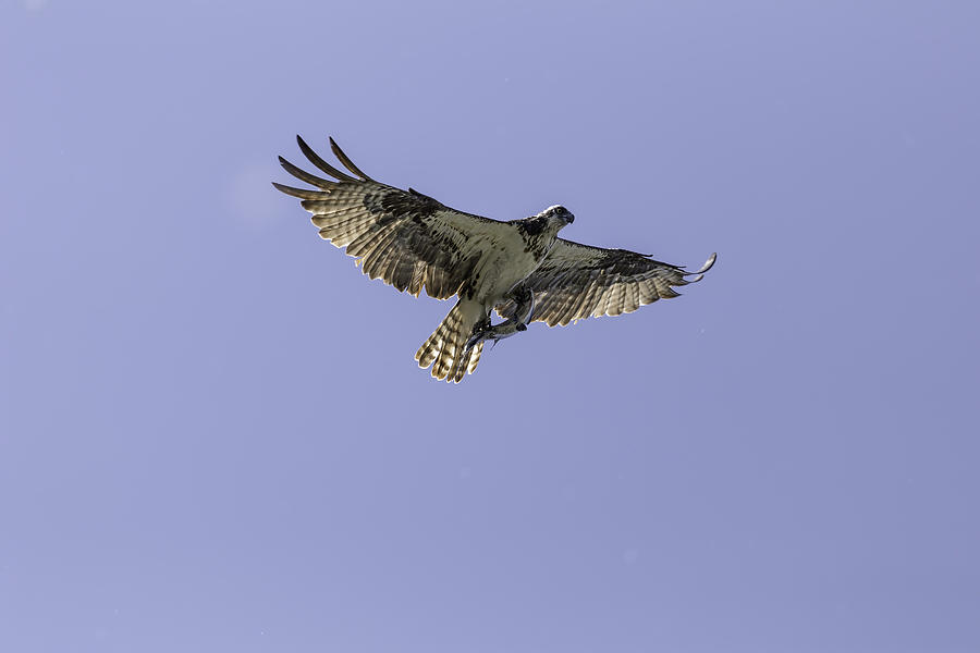 Osprey Photograph - Osprey With Catch by Thomas Young