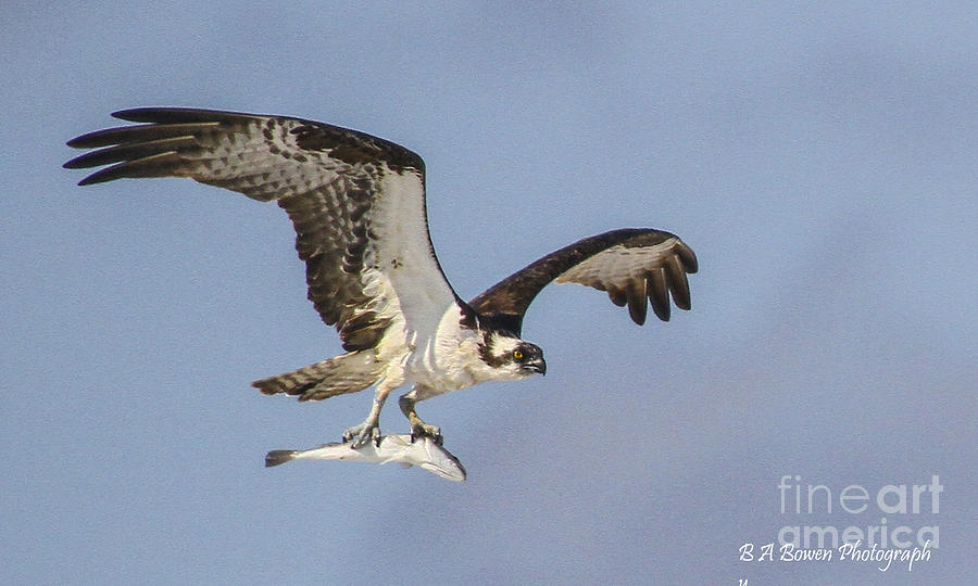 Osprey with dinner Photograph by Barbara Bowen