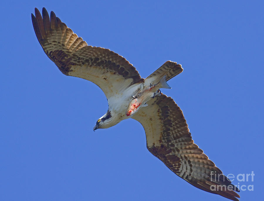Osprey With Dinner Photograph by J L Woody Wooden