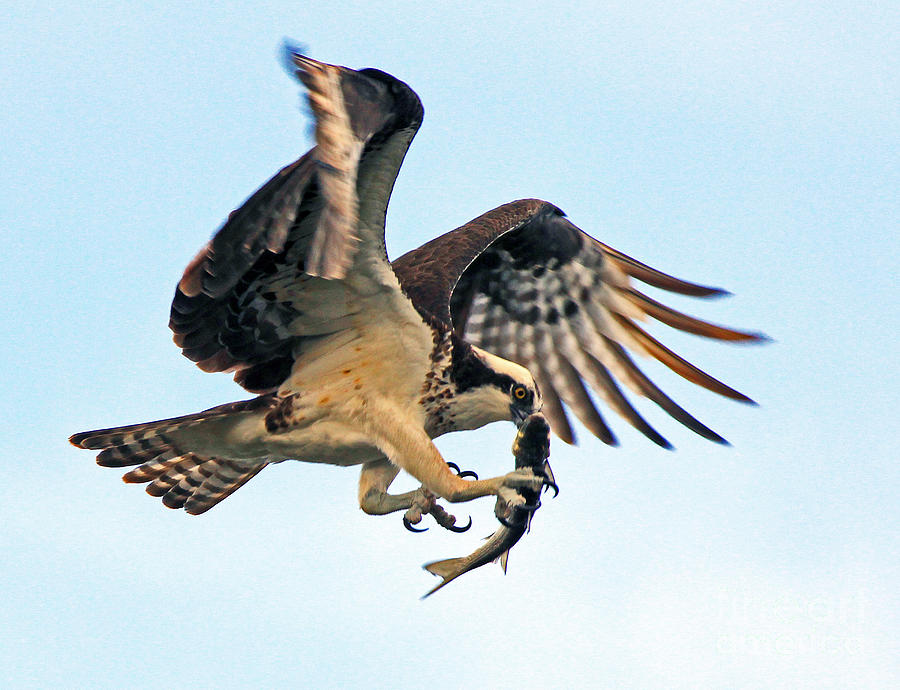 osprey with fish