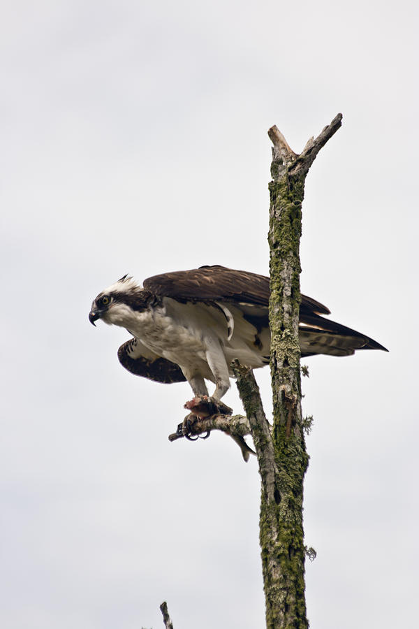 Osprey With Fish 2 Photograph
