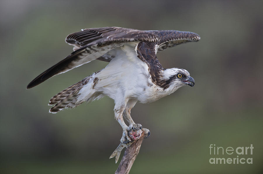 Osprey With Fish Photograph by Anthony Mercieca