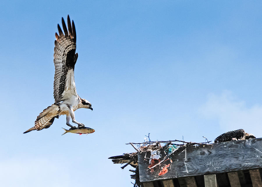 Canada Photograph - Osprey With Fish by Don and Bonnie Fink Canada Photograph - Osprey With Fish by Don and Bonnie Fink