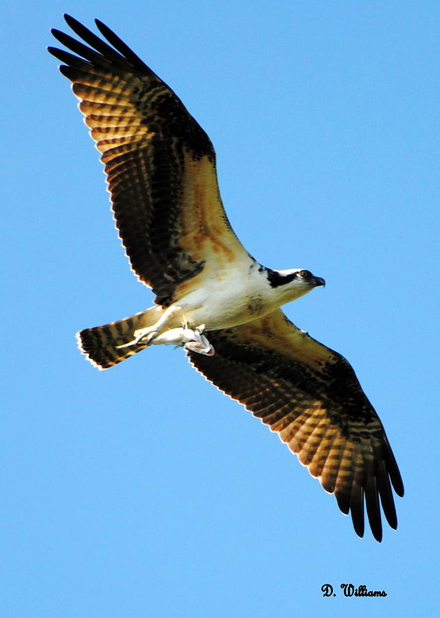 Osprey with fish Photograph by Dan Williams