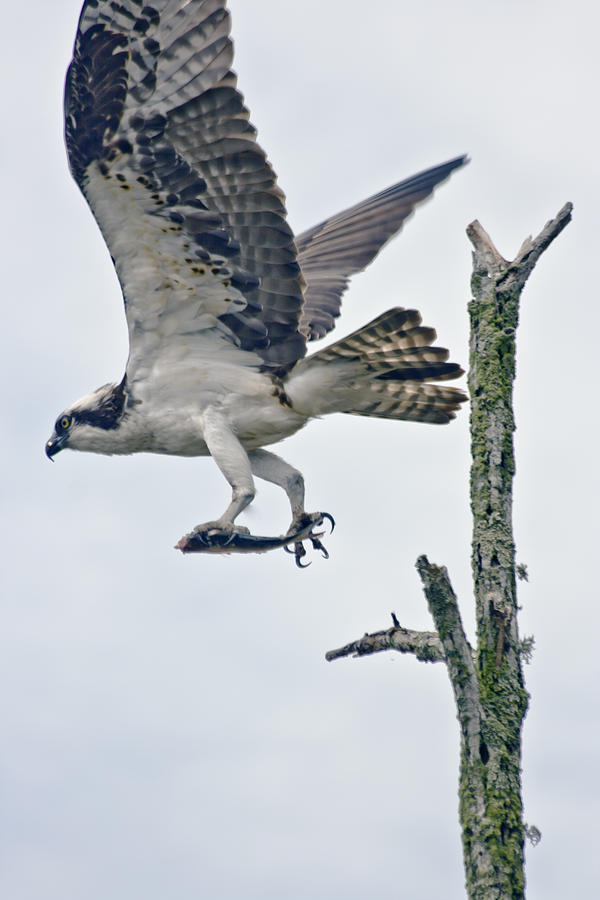 osprey with fish