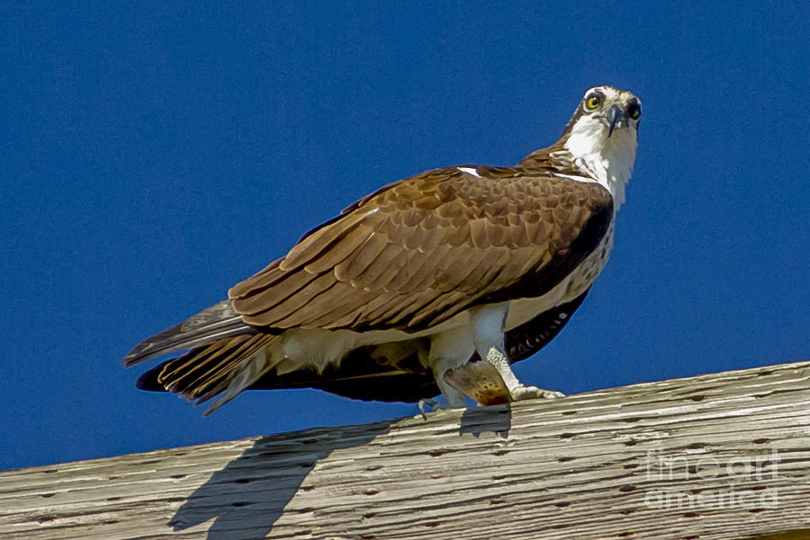 Osprey with Fish in Talons Photograph by Dale Powell