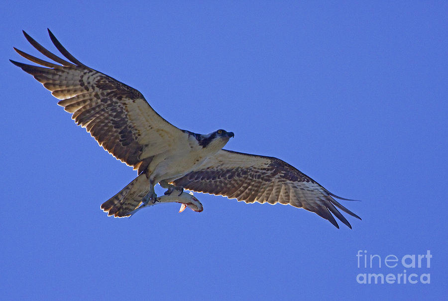 Osprey With Fish Photograph by J L Woody Wooden