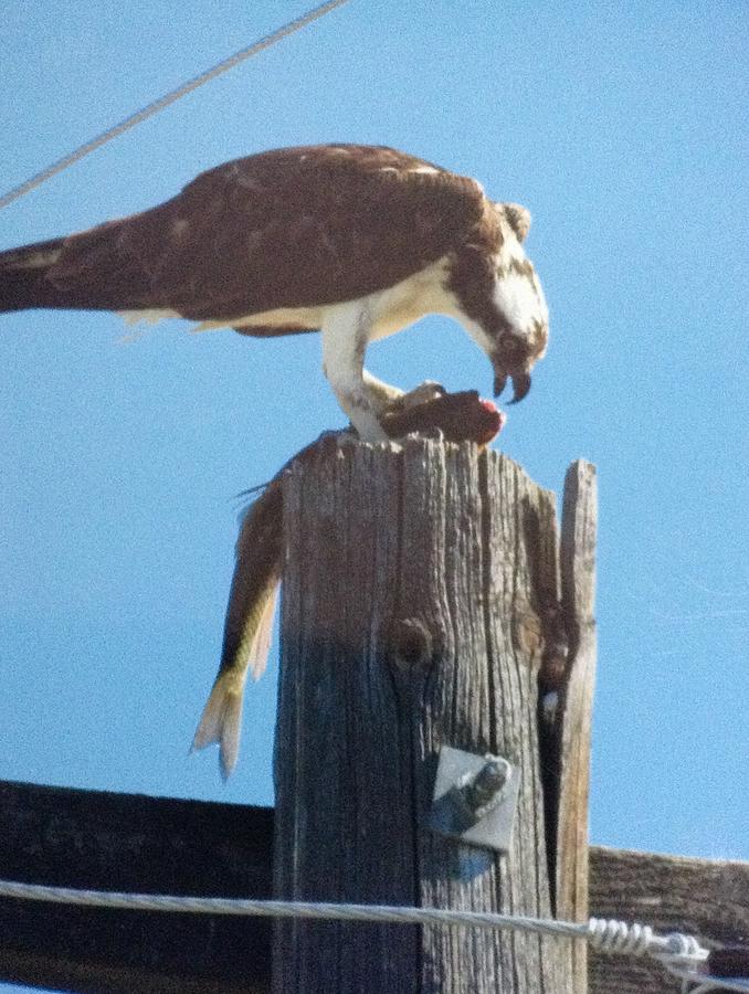 Osprey With Fish Painting