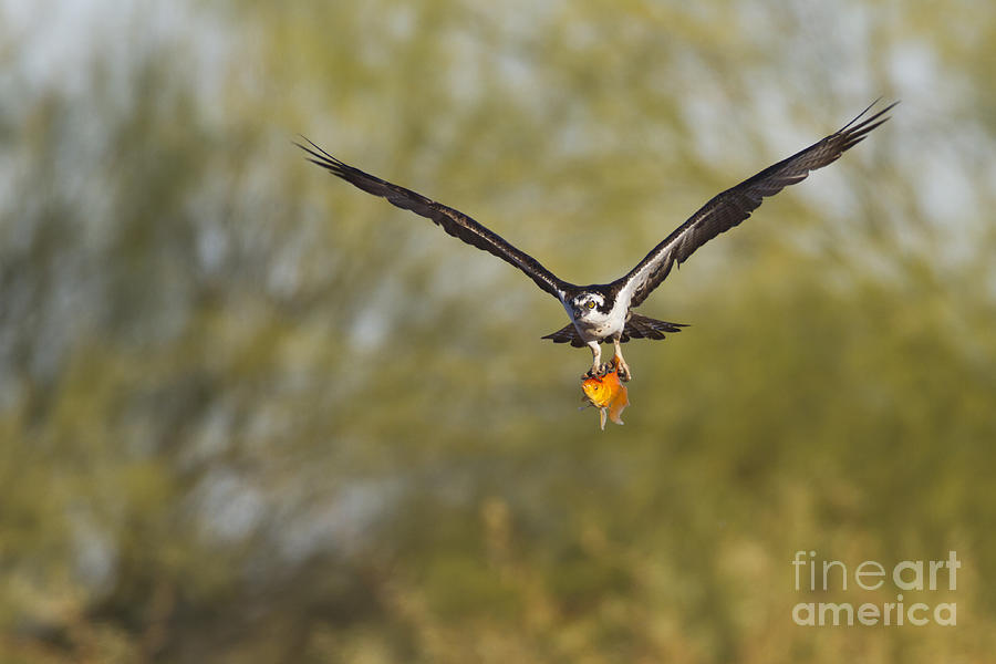 Osprey Photograph - Osprey with goldfish by Bryan Keil