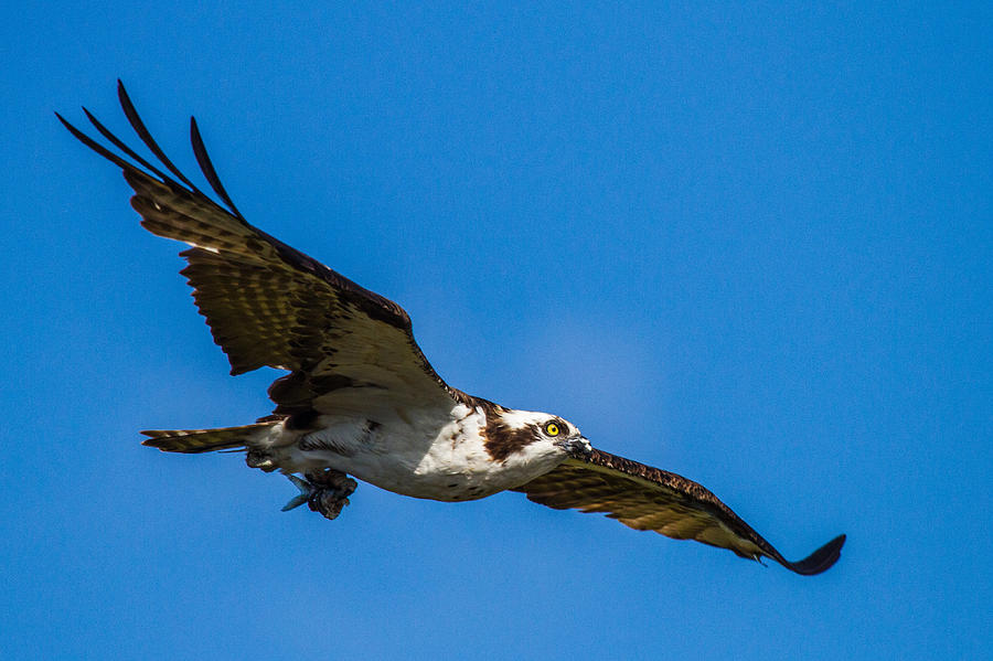 Osprey with its little pray Photograph by Andres Leon