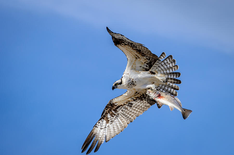 Osprey With Red Fish Dinner Photograph by Debra Martz