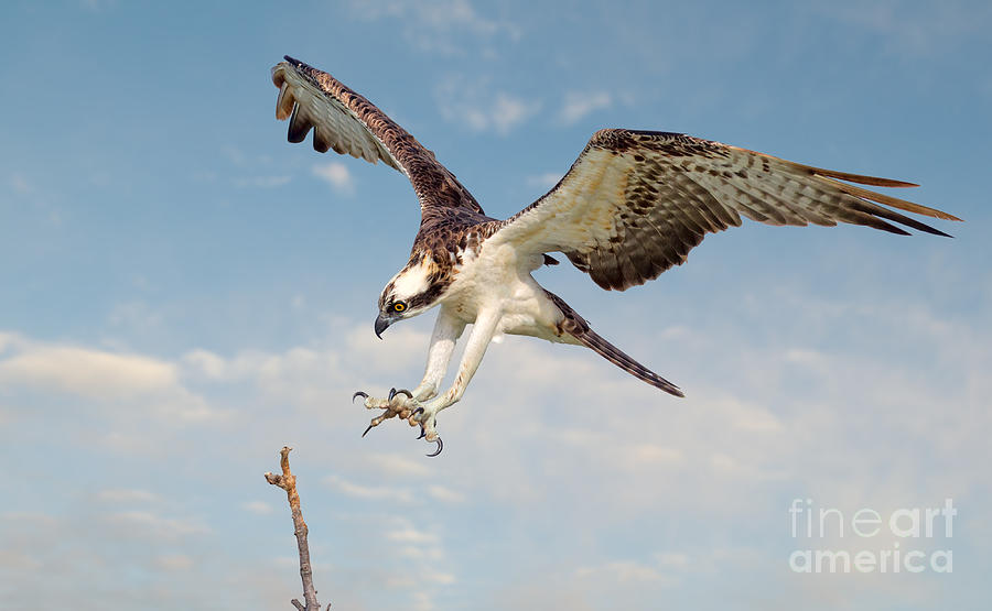 Osprey with Talons Extended Photograph by Jerry Fornarotto