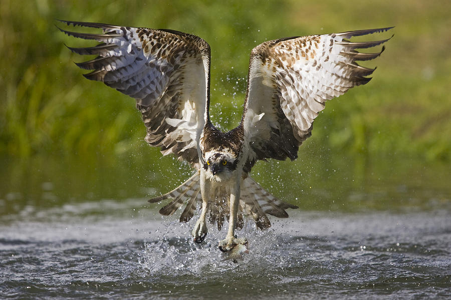 Osprey With Trout In Talons Finland Photograph by Dickie Duckett