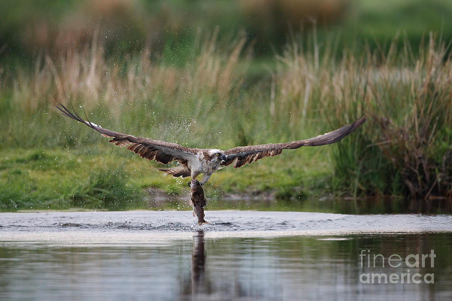 Osprey With Trout Photograph by Thomas Hanahoe