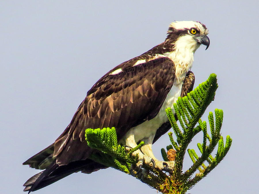 Osprey Photograph by Zina Stromberg