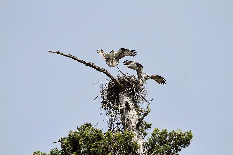 Ospreys and Nest Photograph by Peggy Collins