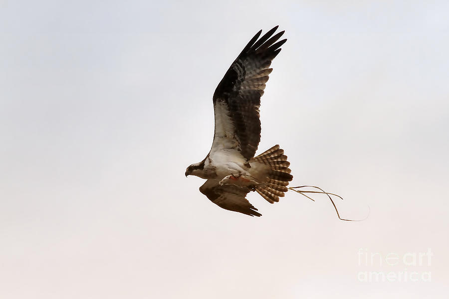Ospreys Catch Photograph by Heidi Farmer