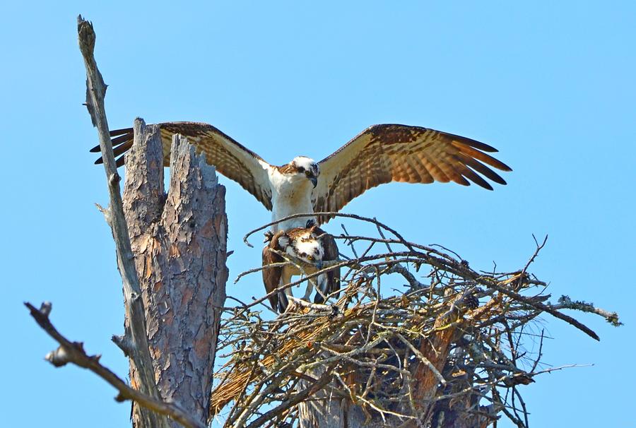 Ospreys Copulating in New Nest2 Photograph by Jeff at JSJ Photography