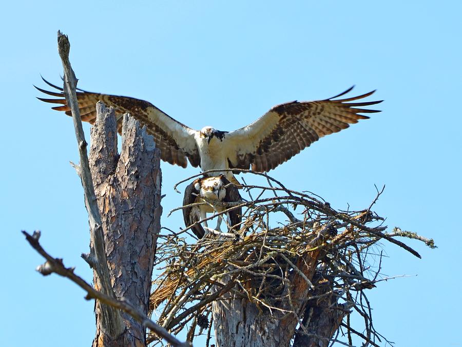 Ospreys Copulating in New Nest3 Photograph by Jeff at JSJ Photography