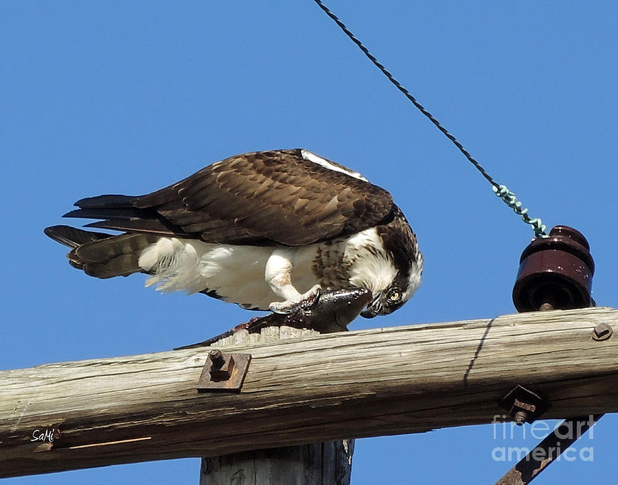 Ospreys diet Photograph by Sami Martin