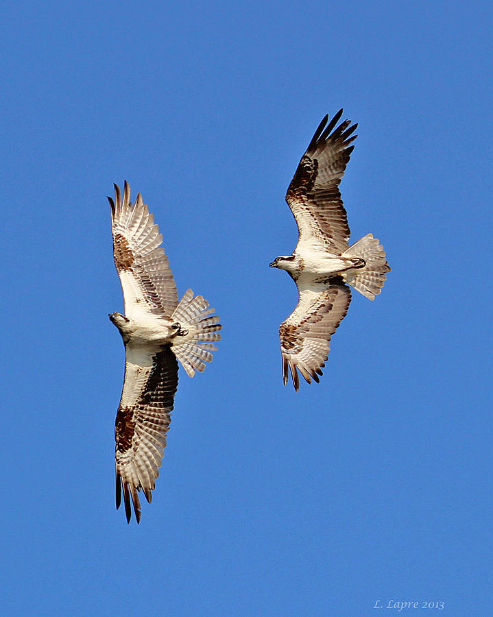 Osprey Photograph - Ospreys in Flight by Linda Lapre