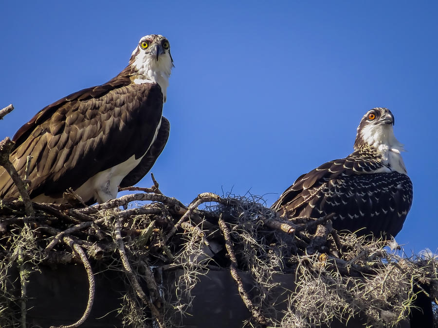Osprey Photograph - Ospreys in the nest by Zina Stromberg