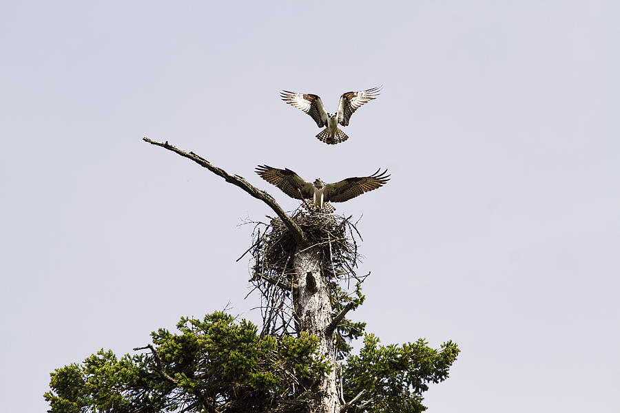 Ospreys Landing in Nest Photograph by Peggy Collins