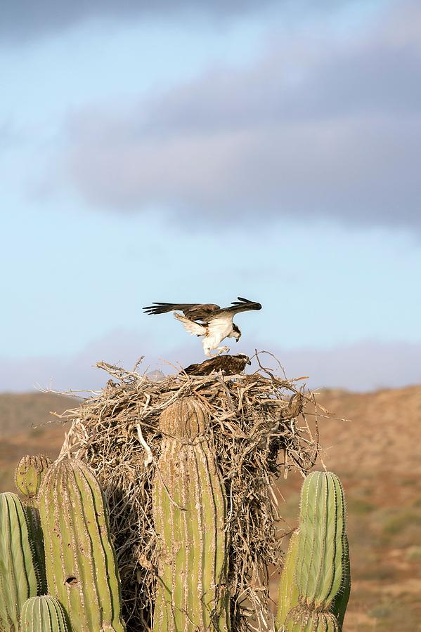 Nature Photograph - Ospreys Nesting In A Cactus by Christopher Swann
