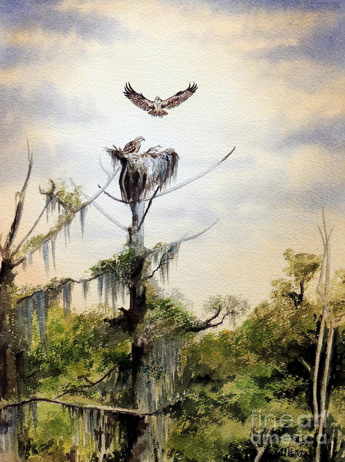 Ospreys Nesting Wakulla River Painting by Bill Holkham