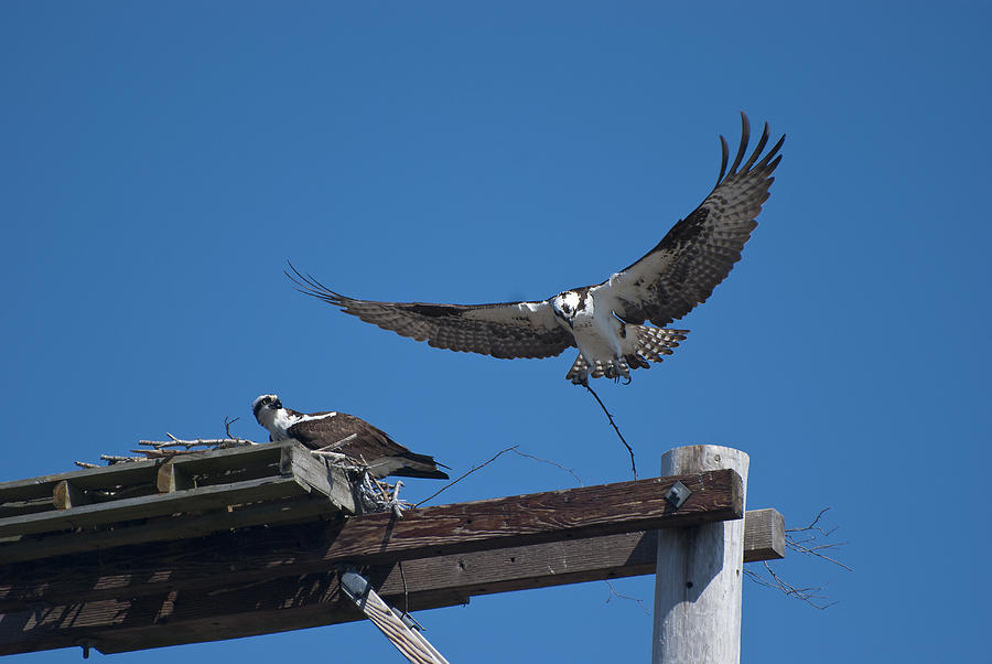 Ospreys Starting Nest Photograph by Eunice Harris