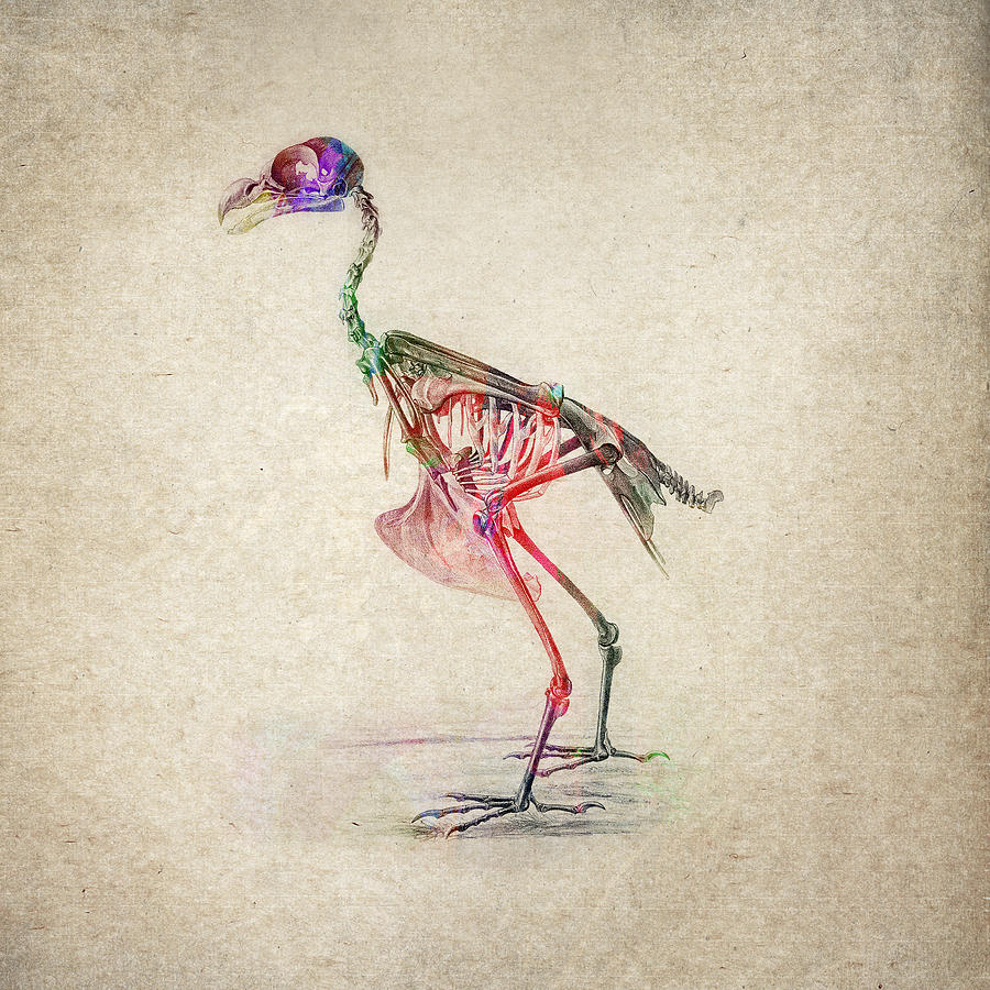 Osteology Of Birds Digital Art