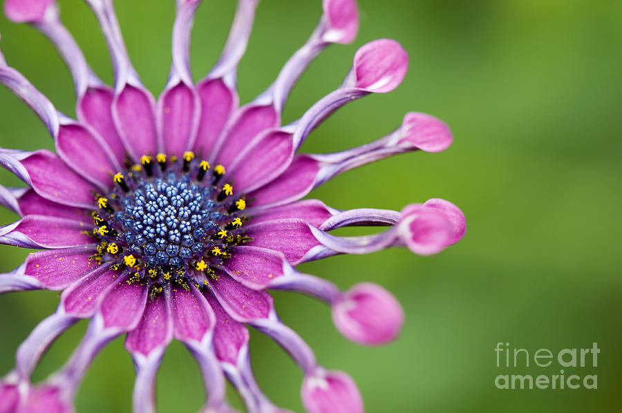 Flower Photograph - Osteospermum Astra Purple Spoon by Tim Gainey