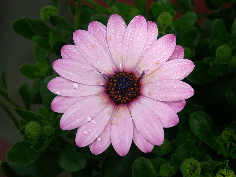 Osteospermum Hybrid Soprano Light Purple by Bonnie Sue Rauch