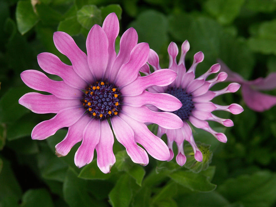 Osteospermum Hybrid Soprano Lilac Spoon Photograph by Bonnie Sue Rauch ...