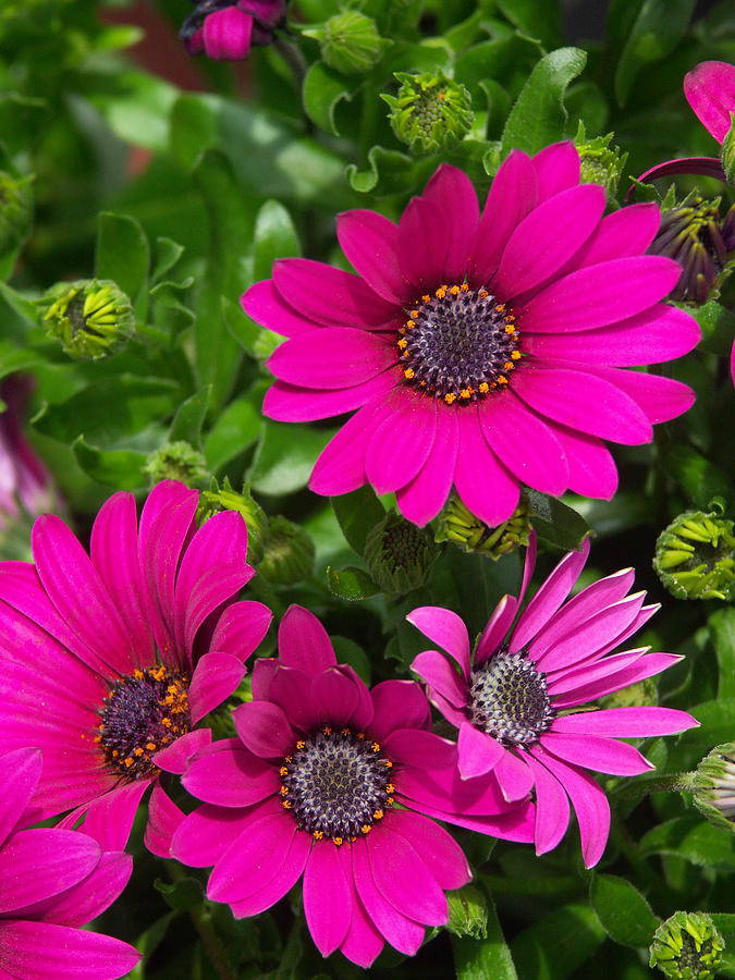 Osteospermum Hybrid Soprano Purple Photograph by Bonnie Sue Rauch - Pixels