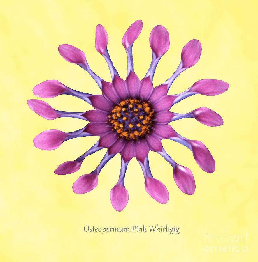 Nature Photograph - Osteospermum pink Whirligig by Archie Young