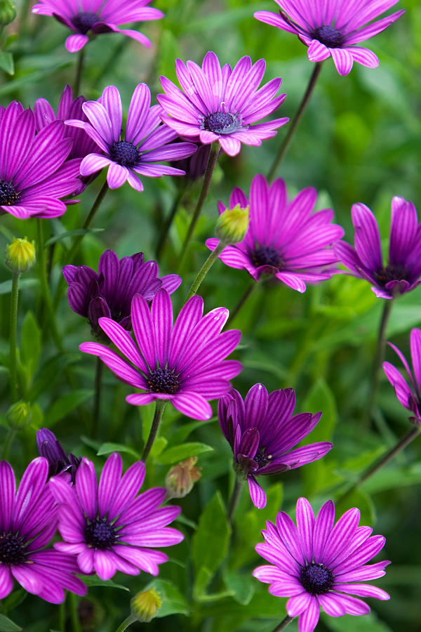 Osteospermum Plants Photograph by RM Vera - Fine Art America