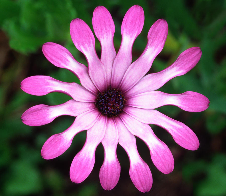 Flower Photograph - Osteospermum whiligig Abstract by Nigel Downer