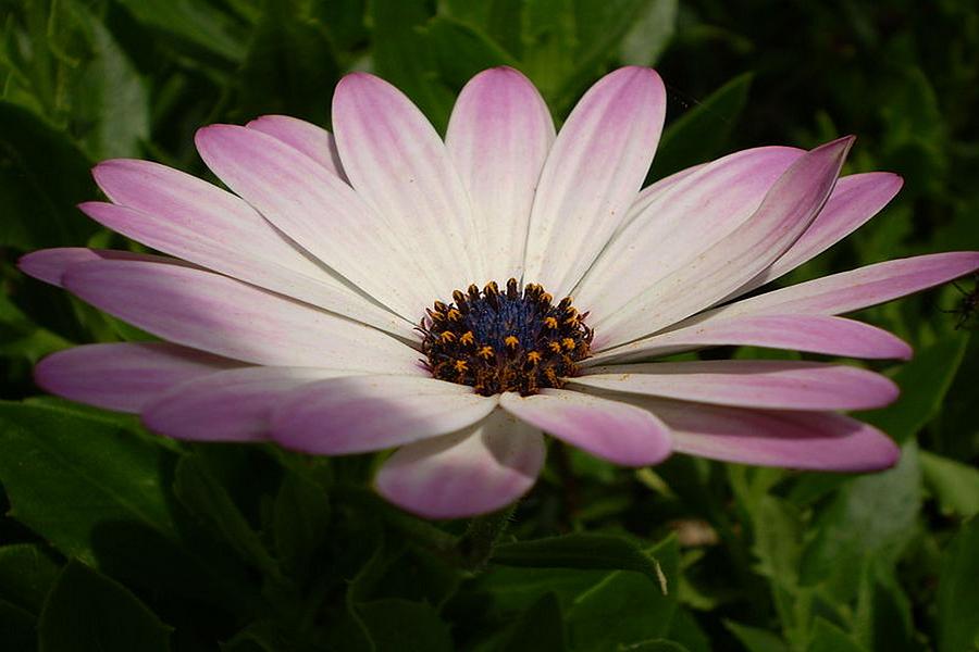 Osteospermum Whiter Shade of Pale Photograph by Taiche Acrylic Art