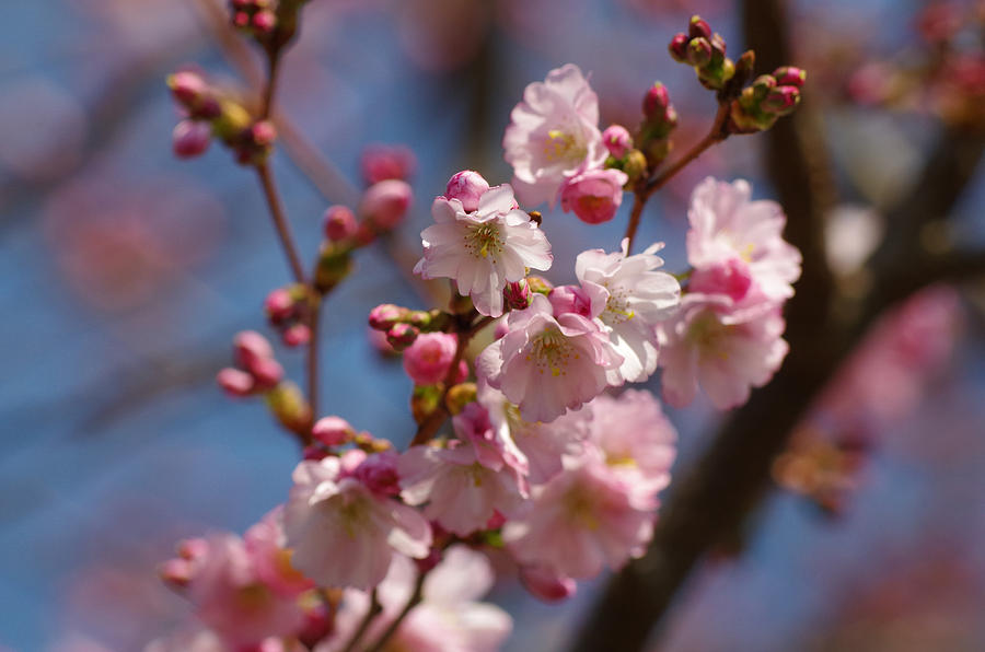 Ostpark Cherry Blossom Photograph by Robert Kimble