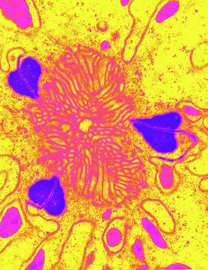 Ostracod Structure Photograph by Science Photo Library Ostracod Structure Photograph by Science Photo Library