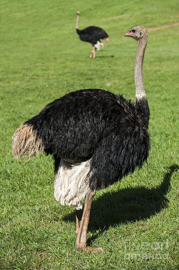 Ostrich 1 Photograph by Arterra Picture Library