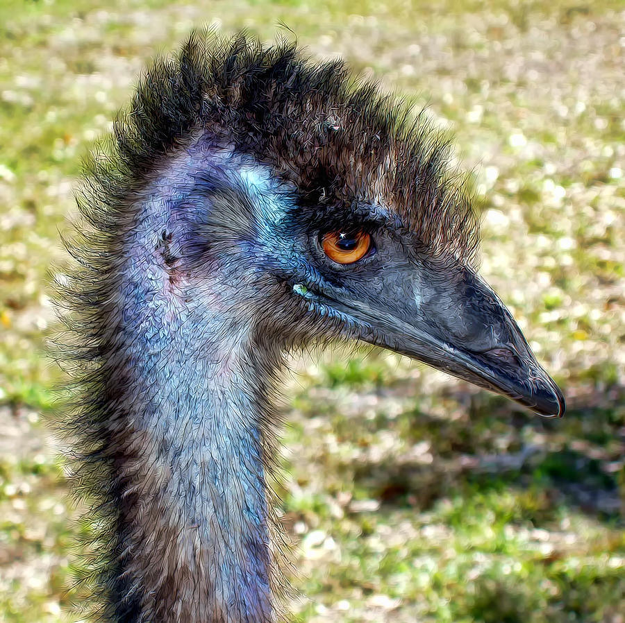 Ostrich 1 Photograph by Dawn Eshelman
