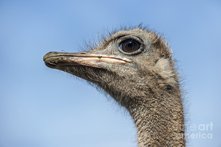 Ostrich 2 Photograph by Arterra Picture Library