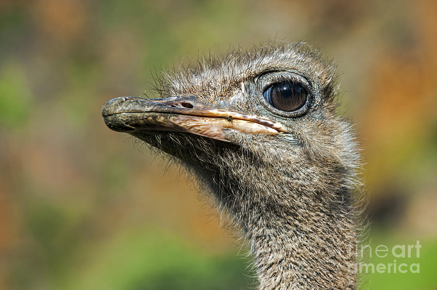 Ostrich Photograph - Ostrich 4 by Arterra Picture Library