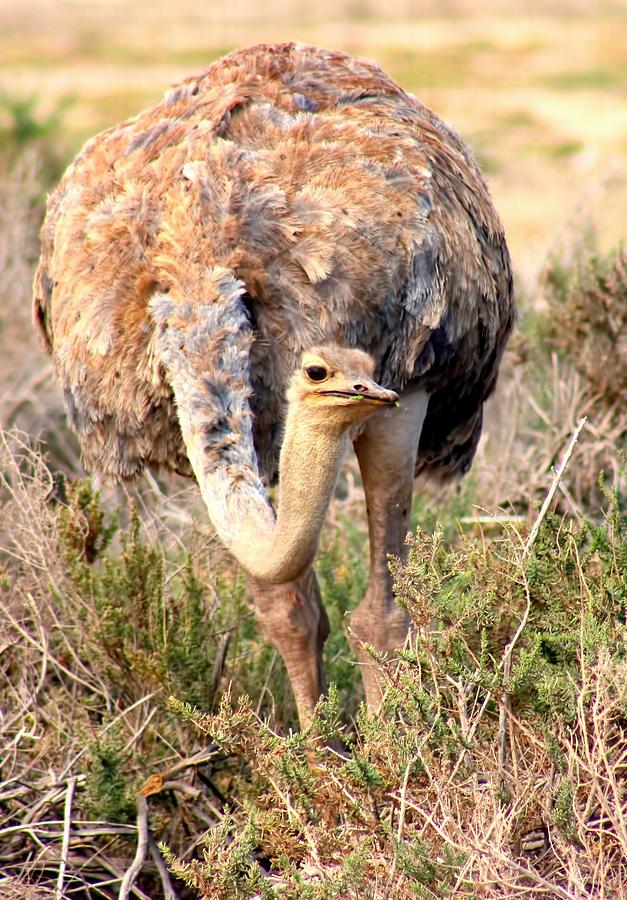 Ostrich Photograph by Amanda Stadther