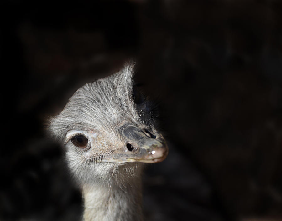 Ostrich Attention Photograph by Maggy Marsh