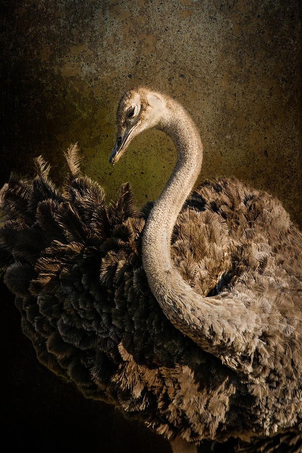 Ostrich Ballet Photograph by Mike Gaudaur