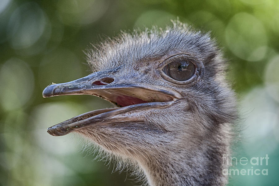 Ostrich Bokeh  Photograph by Douglas Barnard