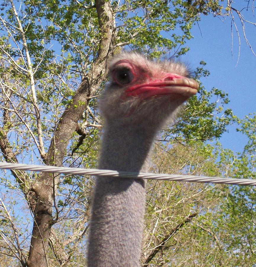  Big Bird The Ostrich  Photograph by Belinda Lee